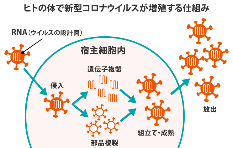 銅と銀の超抗菌効果に関するデータ